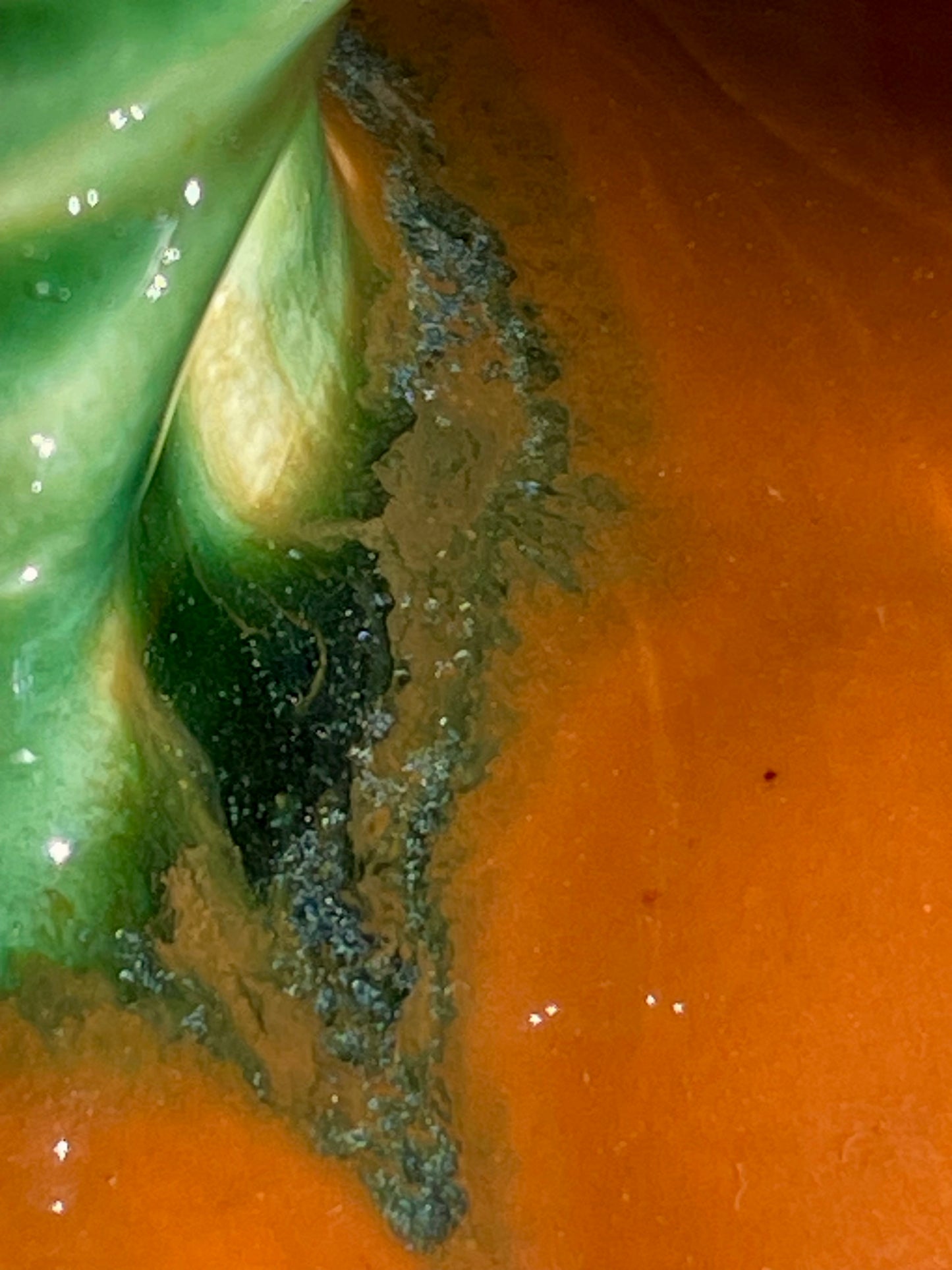 Pumpkin Butter Dish